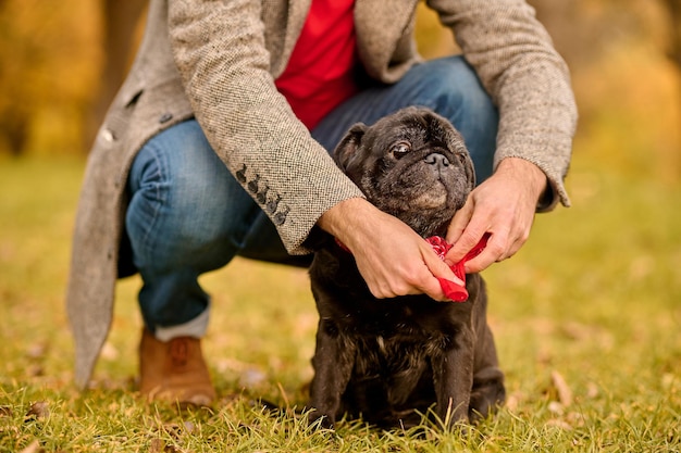 Predicador para la caminata. El dueño de una mascota poniéndole el collar de perro a su perro