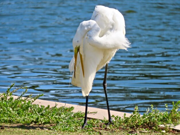 Preening de garça-grande