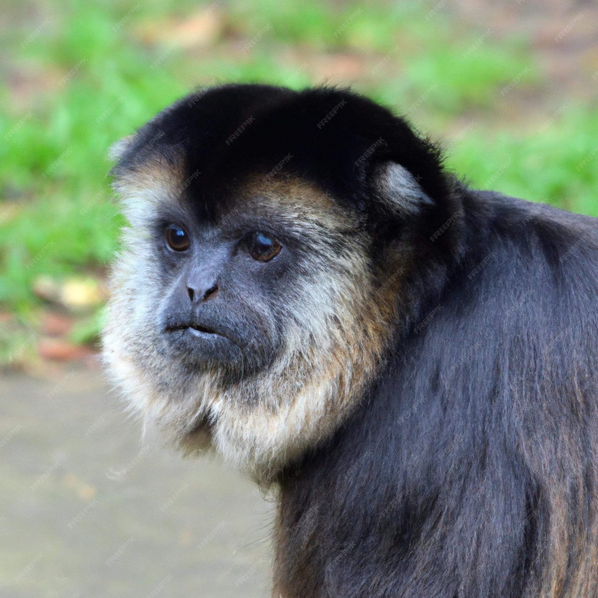 ANIMAIS ENGRAÇADOS QUAL O MACACO MAIS BONITO DA FLORESTA! 