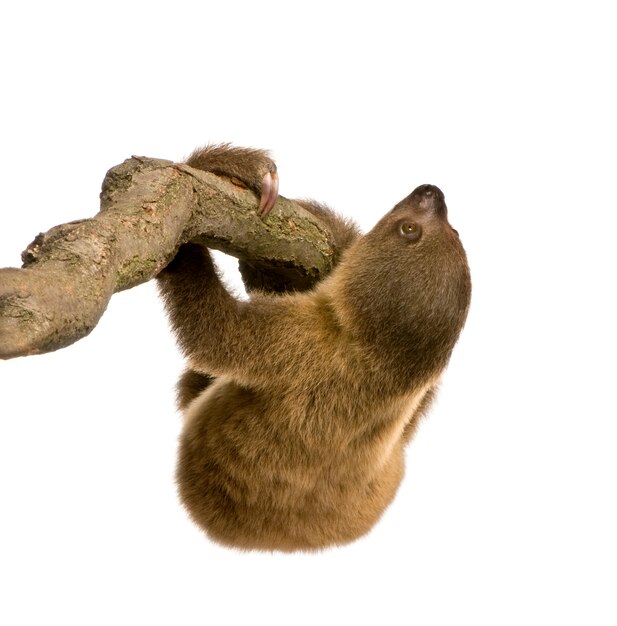 Foto preguiça de dois dedos do bebê, choloepus didactylus em um branco isolado