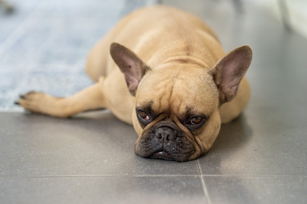 Preguiçoso bulldog francês deitado no chão