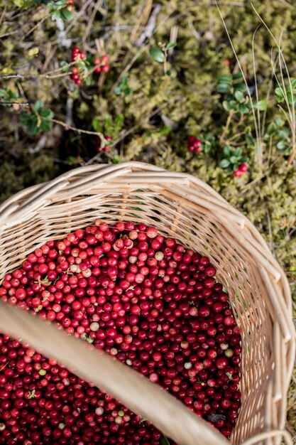 Foto preiselbeerbeeren im korb, wald in einem sumpf.