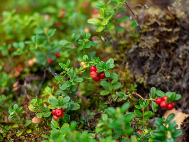 Preiselbeere im Wald