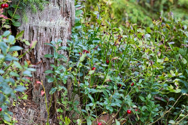 Preiselbeeren auf einem Ast in einem Wald in einem Sumpf.