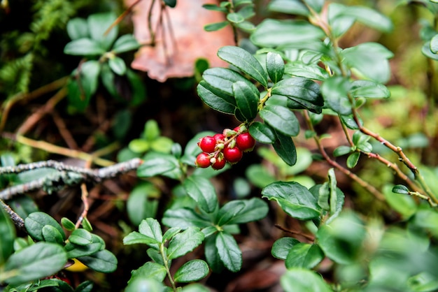 Preiselbeeren wachsen im Wald im Frühherbst.