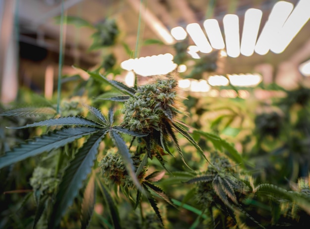 Premium-Cannabispflanzen in einem Gewächshaus bereit für die Ernte
