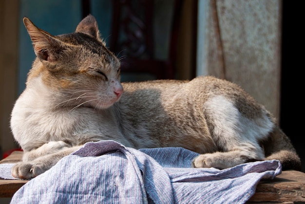 Premium-Foto von A Cat in the Table