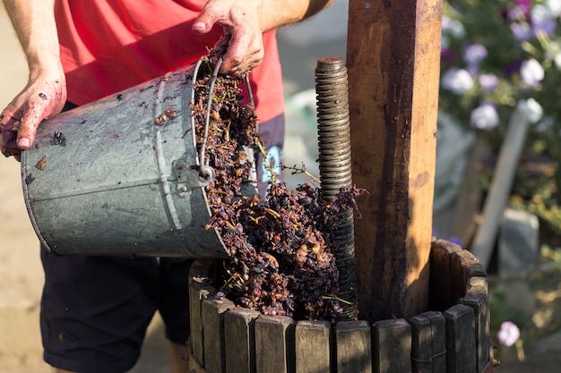 Prensa de vinho com mosto tinto e parafuso helicoidal Mãos dos produtores de vinho fecham