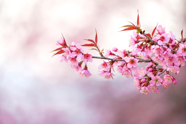 Prenus cerasoides Nang Phaya Suar Klong árbol en Tailandia Parece flor de Sakura