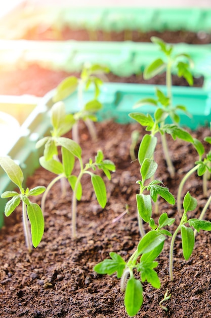 Preparação de mudas germinadas para a temporada de verão dacha crescendo plantas vegetais