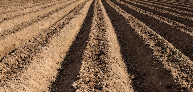 preparação do solo para semear vegetais na agricultura de campo.