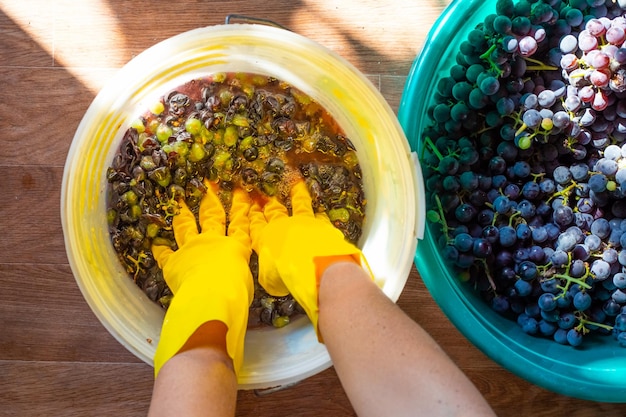 Preparação do vinho Uma mulher esmaga cachos de uvas Isabella azul com as mãos espremendo o suco