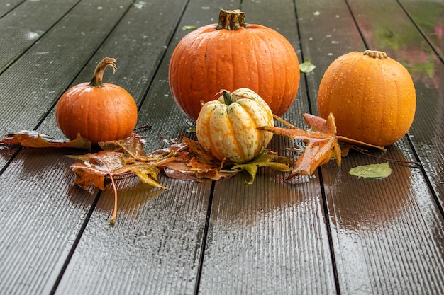 Preparação para helloween, abóboras no convés úmido com folhas molhadas e gotas de chuva