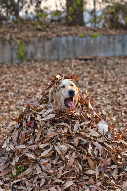 Foto preparação para o inverno