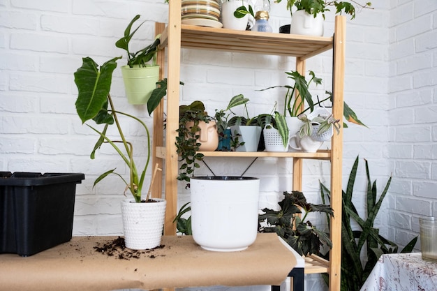 Preparação para o pouso e transplante de uma planta doméstica Philodendron em um novo vaso Cuidados e reprodução para uma planta em vaso terra luvas colher