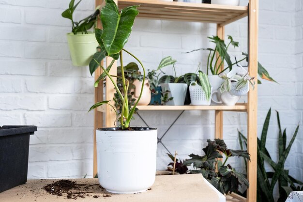 Preparação para o pouso e transplante de uma planta doméstica Philodendron em um novo vaso Cuidados e reprodução para uma planta em vaso terra luvas colher