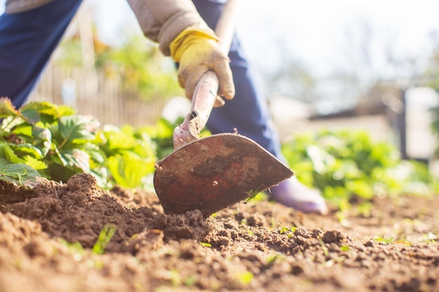 Preparación de un campo agrícola para plantar verduras y frutas de temporada en primavera Concepto de trabajo de temporada en el jardín