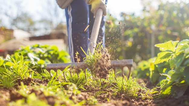 Preparación de un campo agrícola para plantar verduras y frutas de temporada en primavera Concepto de trabajo de temporada en el jardín