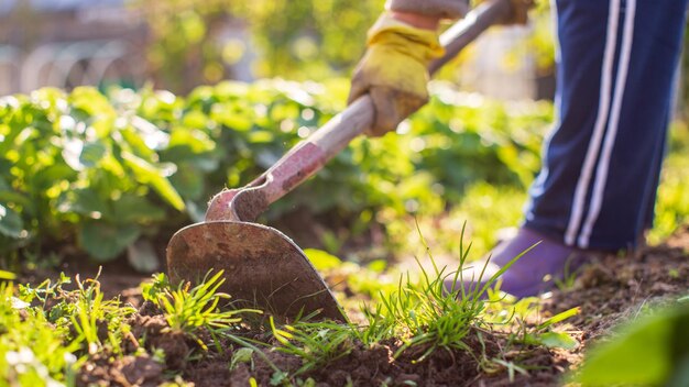 Preparación de un campo agrícola para la siembra de verduras y frutas de temporada en primavera. Concepto de trabajo de temporada en el jardín.