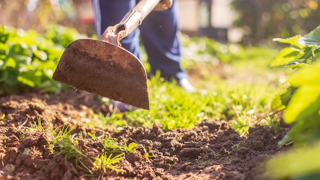 Preparación de un campo agrícola para la siembra de verduras y frutas de temporada en primavera. Concepto de trabajo de temporada en el jardín.