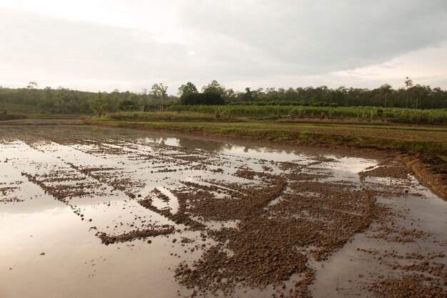 Preparación de campo para la plantación de arroz