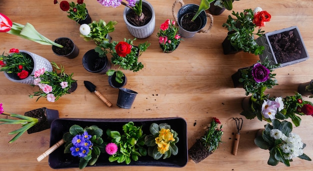 Preparación de flores para descomposición en el balcón.