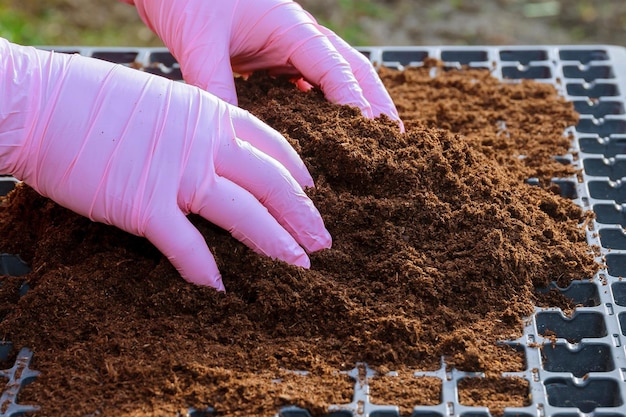 Foto preparación para sembrar semillas de pimiento en casetes de plántulas de plástico llenos de tierra de humus