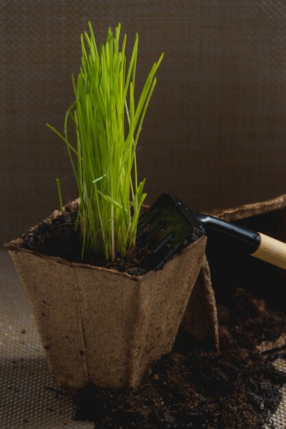 Preparando-se para o transplante sazonal da planta