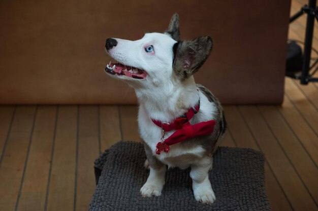 Foto preparando-se para uma sessão de fotos de um cardigan corgi galês de pé em um pouffe em um fundo marrom