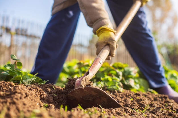 Preparando um campo agrícola para plantar legumes e frutas sazonais na primavera Conceito de trabalho sazonal de jardim