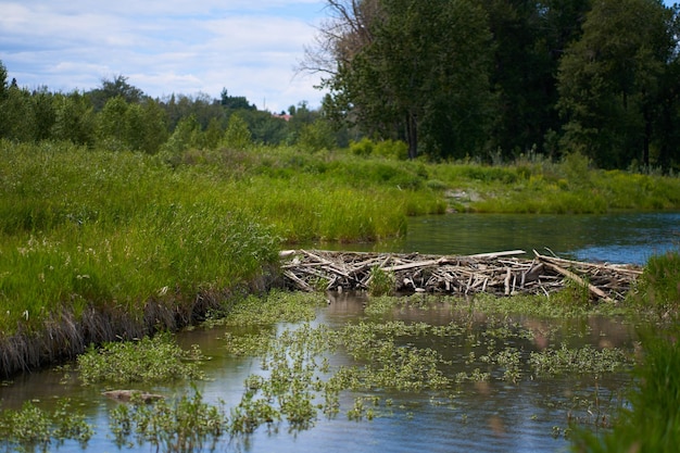 La presa del castor está construida sobre un río en el bosque. Clima tranquilo y soleado de verano.