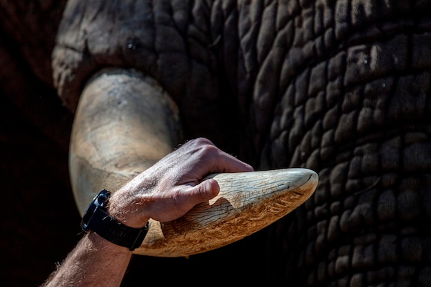 Presa de marfim de elefante fechada no parque kruger, áfrica do sul