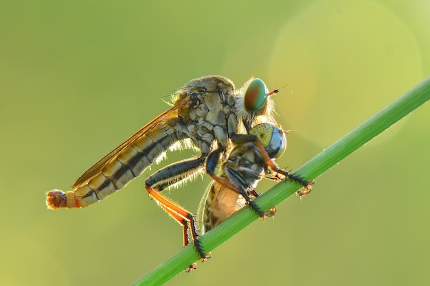 Presa de mosca-salteadora em galhos