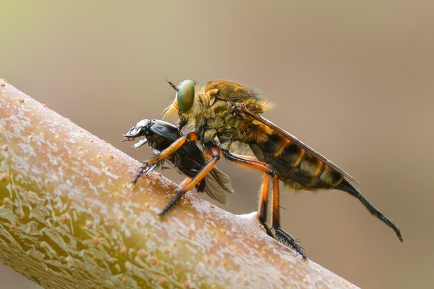 presa de mosca