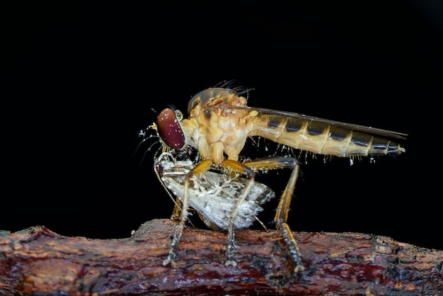 Presa Robberfly sobre fondo negro