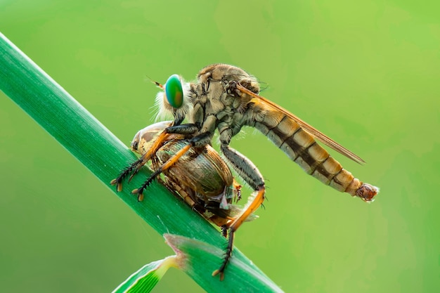 Presa Robberfly sobre fondo verde