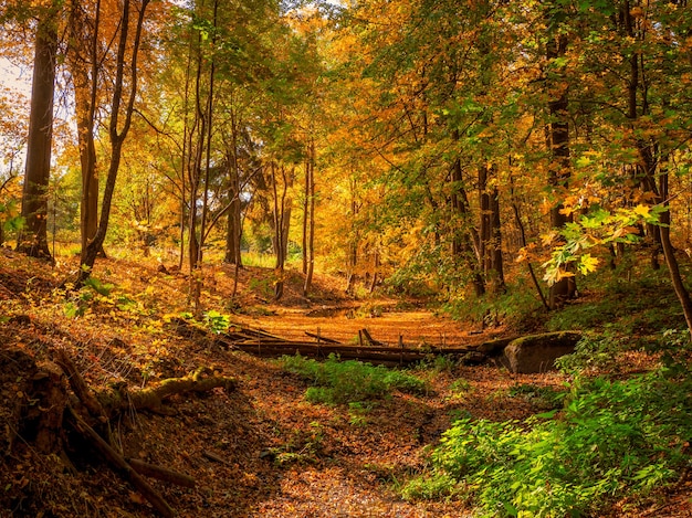 Una presa en un viejo parque de otoño abandonado. Paisaje otoñal soleado brillante con hojas de arce caídas.