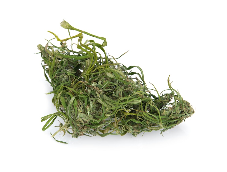 Foto prescrição indica e flor de maconha medicinal recreativa