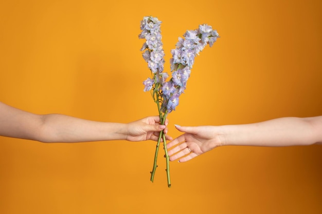 Foto presenteando lindo buquê de flores azuis delphinium flores nas mãos