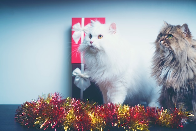 Presentes de natal com gatos persas, imagem de filtro vintage