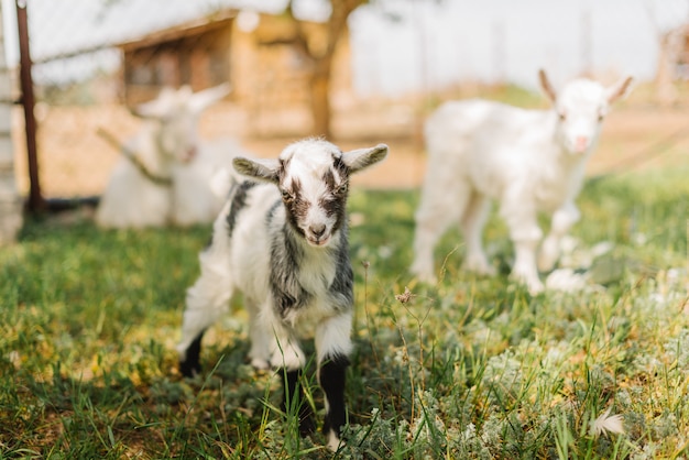 Preto e branco cabras pequenas comendo grama na fazenda da zona rural
