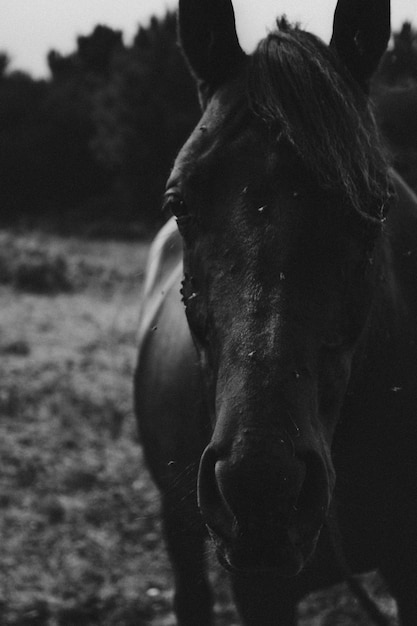 Preto e branco com cavalo de moscas