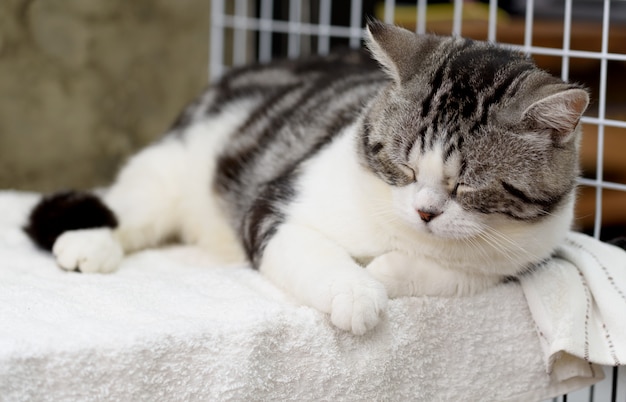 Preto e branco gato fofo dormir no pano branco acolhedor