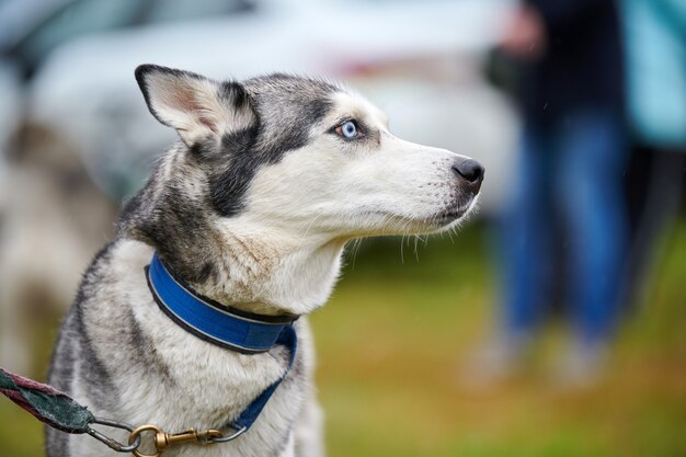 Preto e branco husky ao ar livre