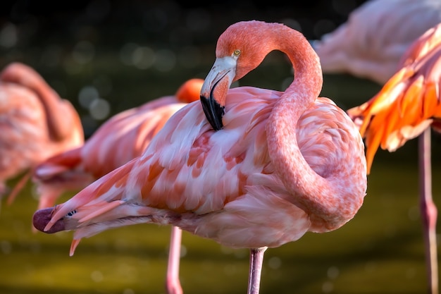 Foto pretty flamingo primer plano