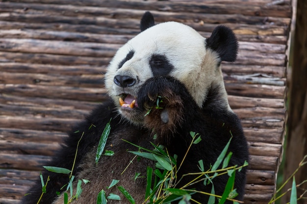 Pretty giant panda