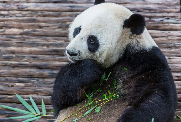 Pretty Giant Panda