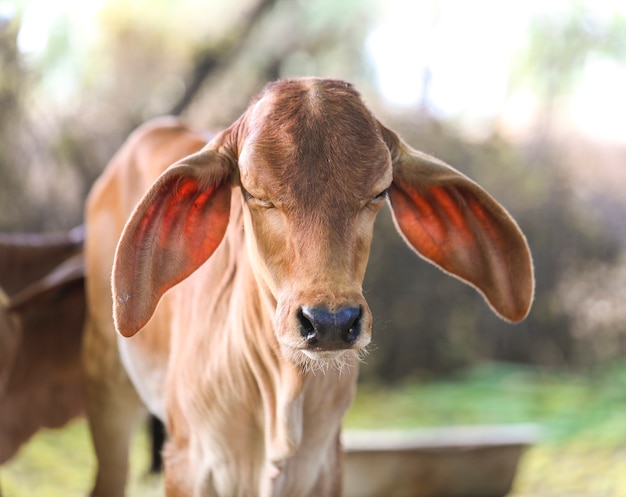 Pretty Little Baby Kuh oder Kalb auf Ackerland