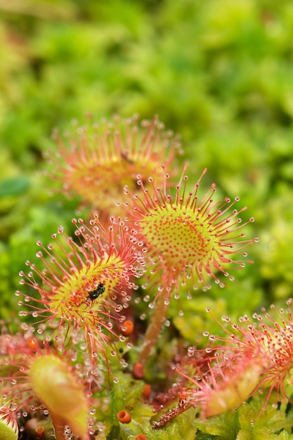 Prey sundew comiendo mosca atrapada