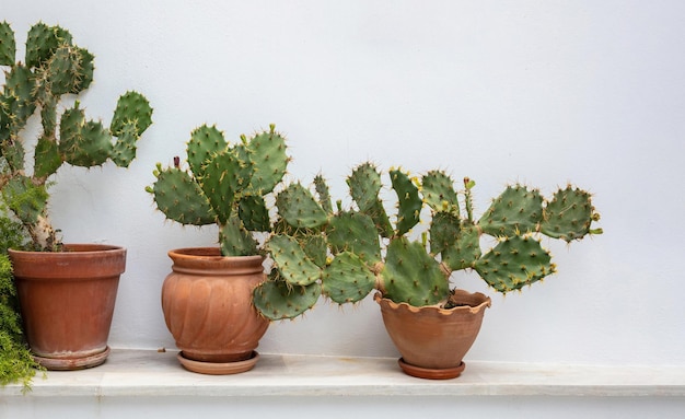 Prickly Pear Cactus Opuntia Azurea im Topf auf weiß getünchten Wand Hintergrund Griechenland Insel Kykladen